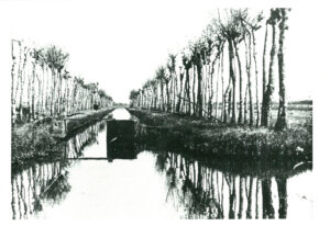 水路とトネリコ並木